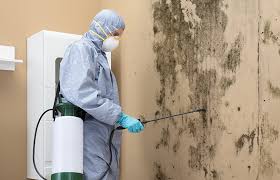 Environmental Consulting for Mold Prevention in Brookside, NJ